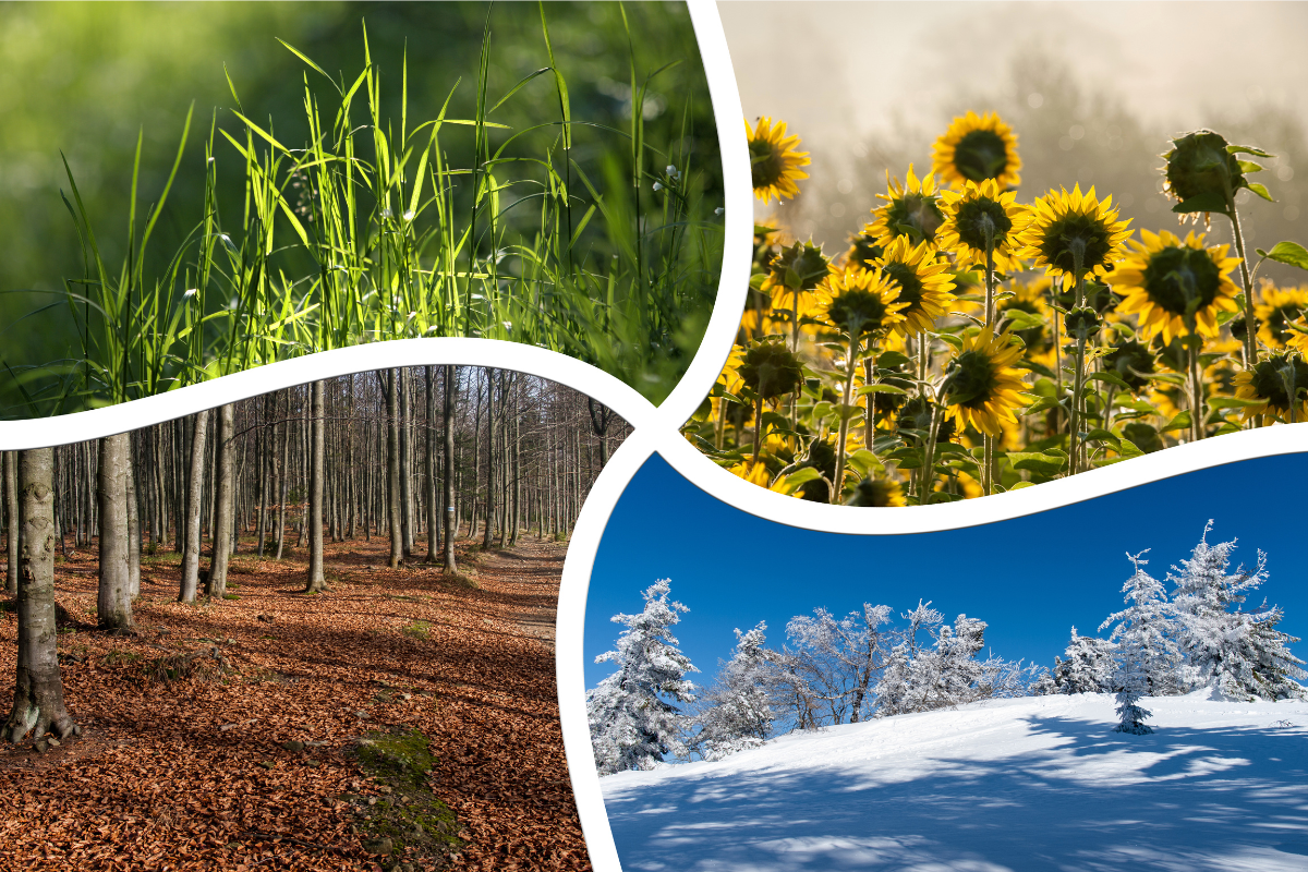 A collage depicting the four seasons: fresh green grass in spring, sunflowers in summer, a forest with fallen leaves in autumn, and a snowy landscape in winter.