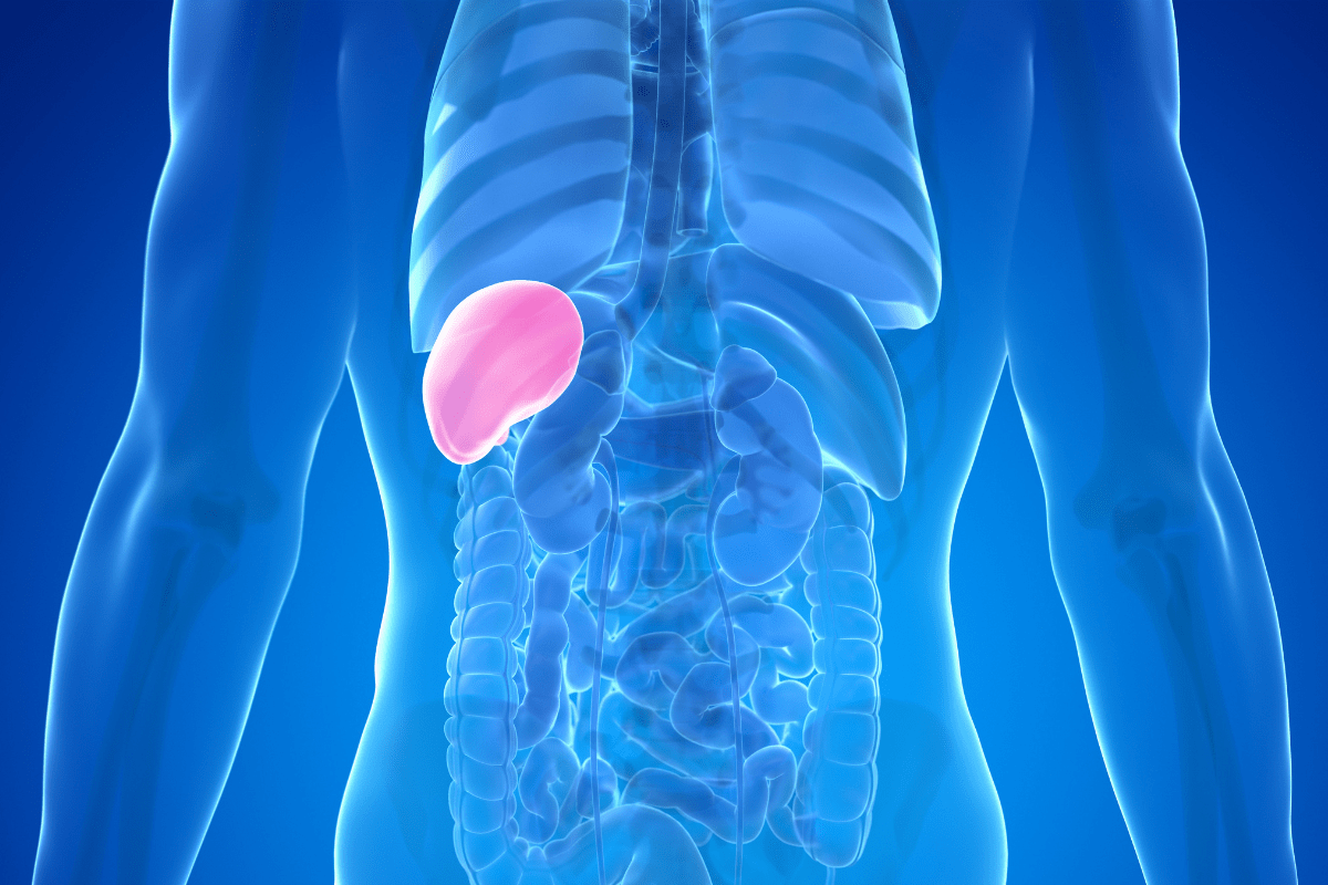 3D medical illustration highlighting the spleen in the human body.