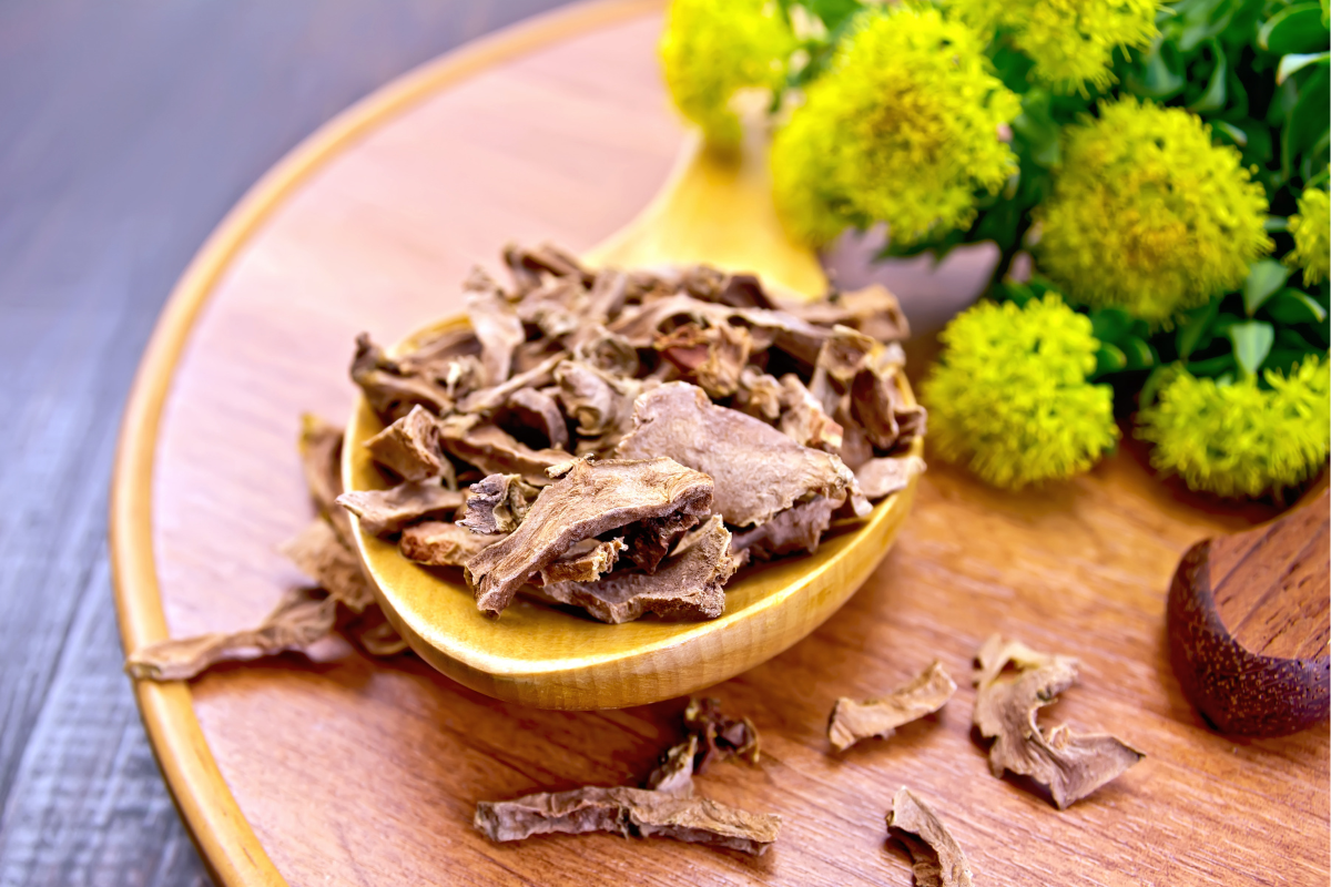 Dried Rhodiola rosea root on a wooden spoon, with the flowering plant in the background.