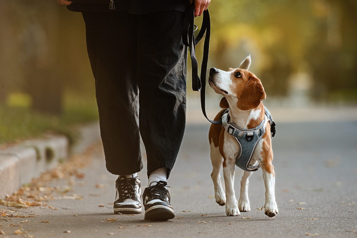 Person walking a beagle on a leafy path.