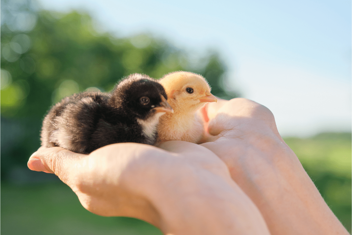 Image of two baby chicks, one yellow and one black, gently held in someone's hands, with a blurred green outdoor background.