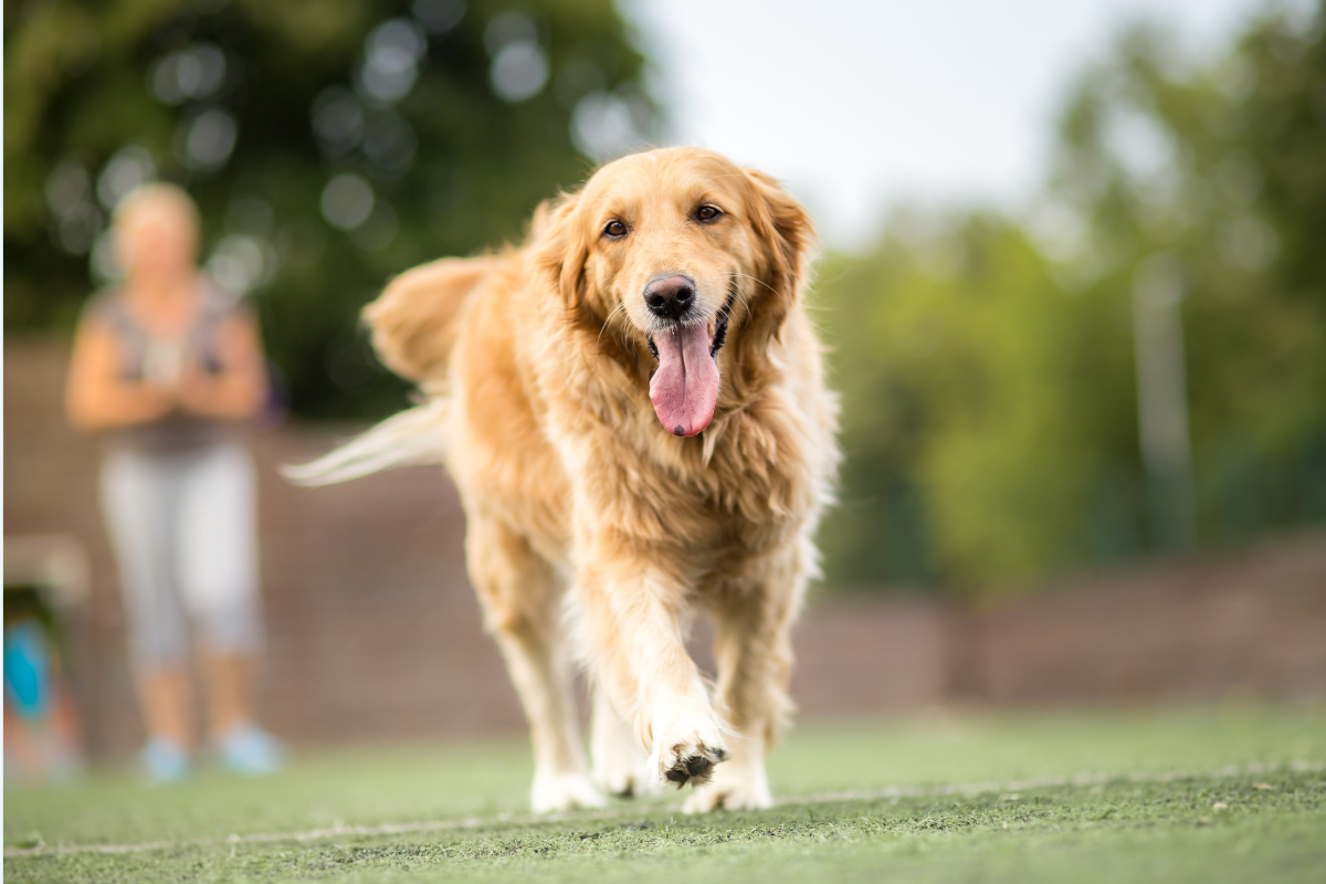 Golden retriever walking outdoors on grass with its tongue out.