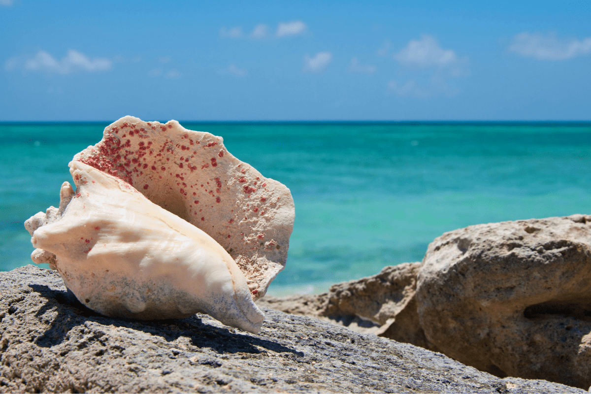 Conch shell resting on rocks by the sea.