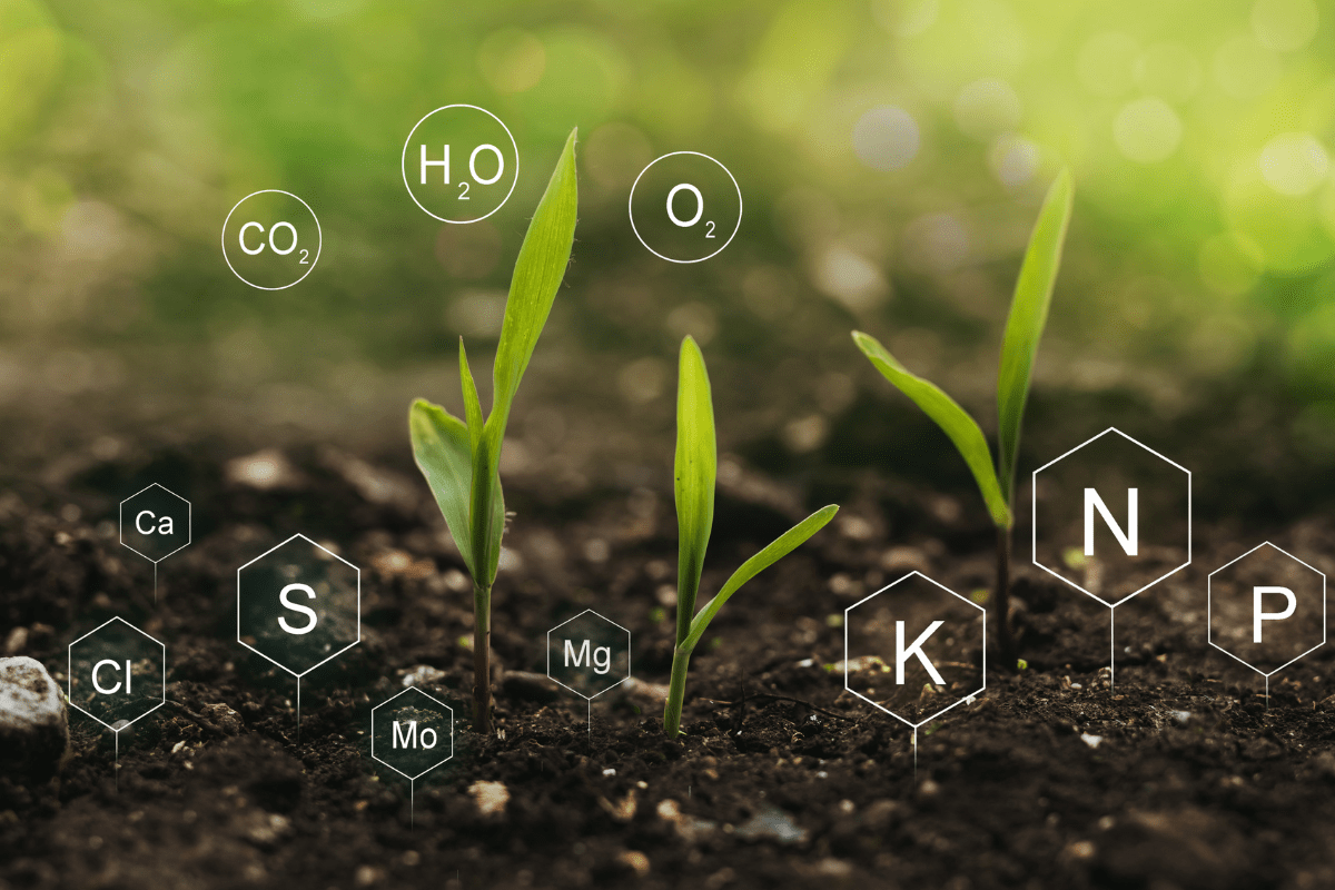 Green seedlings growing from soil with mineral symbols.