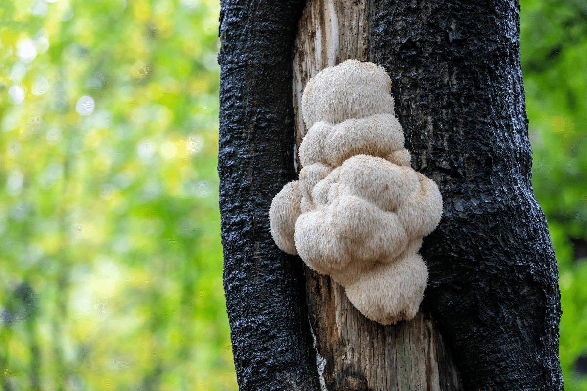 Close-up of a lion's mane mushroom growing on a tree trunk in a forest.