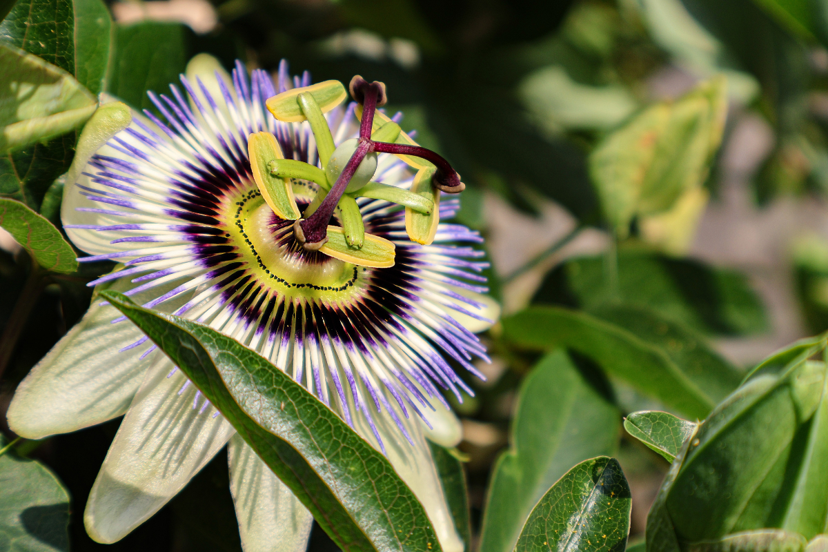 Close-up of a passionflower bloom surrounded by green leaves.