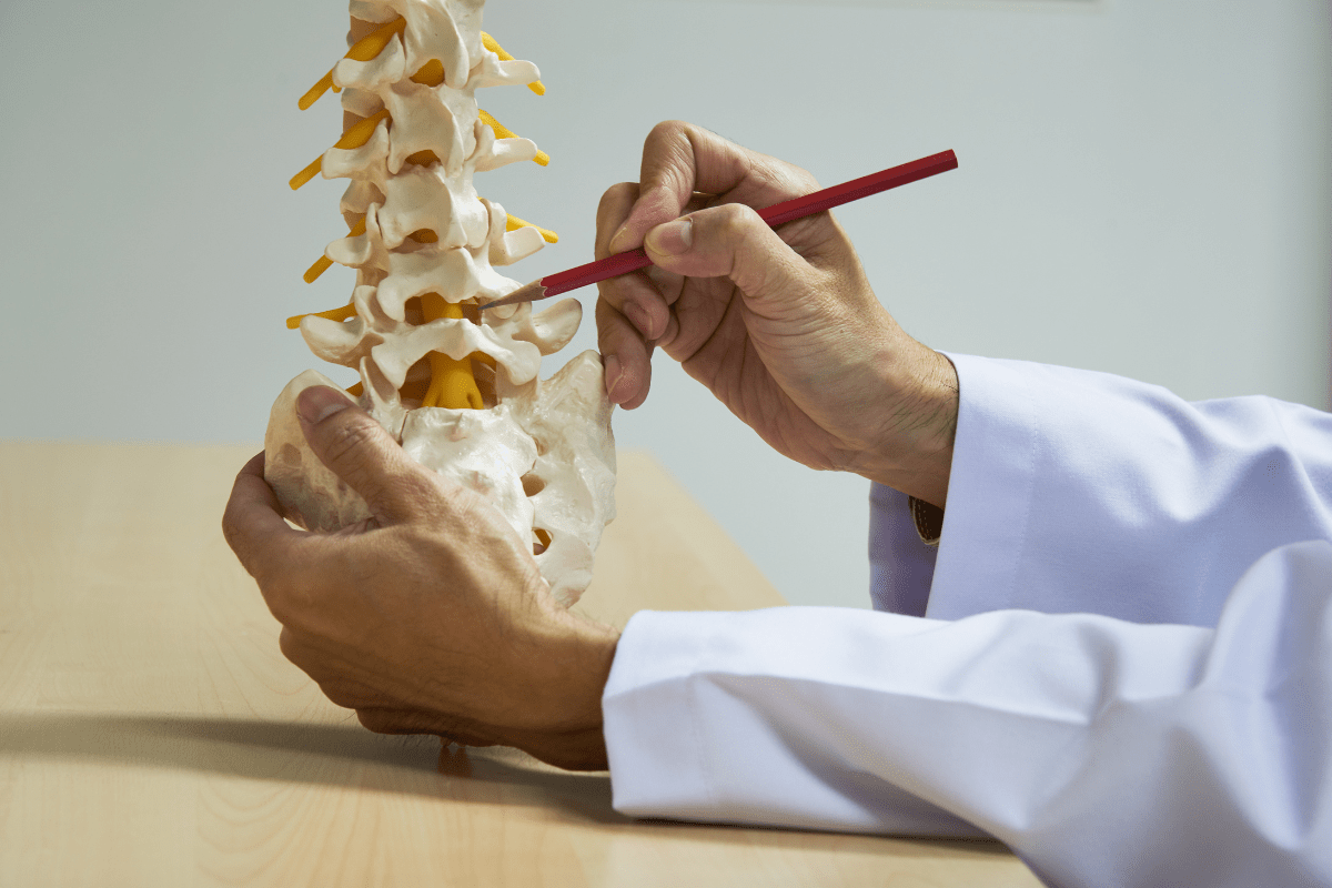 A close-up of a person in a lab coat holding a model of a human spine.