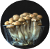 //eu.simplynootropics.com/cdn/shop/files/4-WIC-consititue.png?v=1735919917&width=100